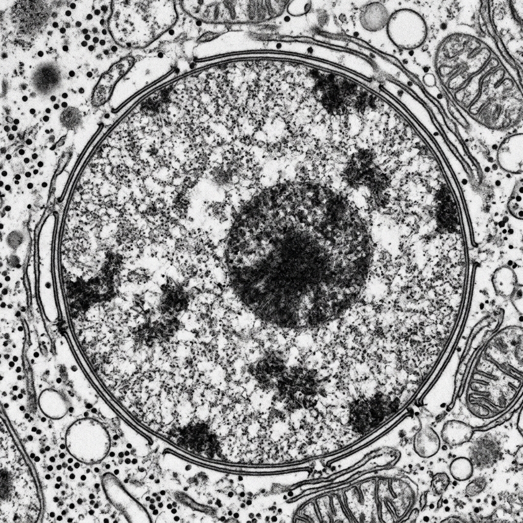 Muestra microscópica real